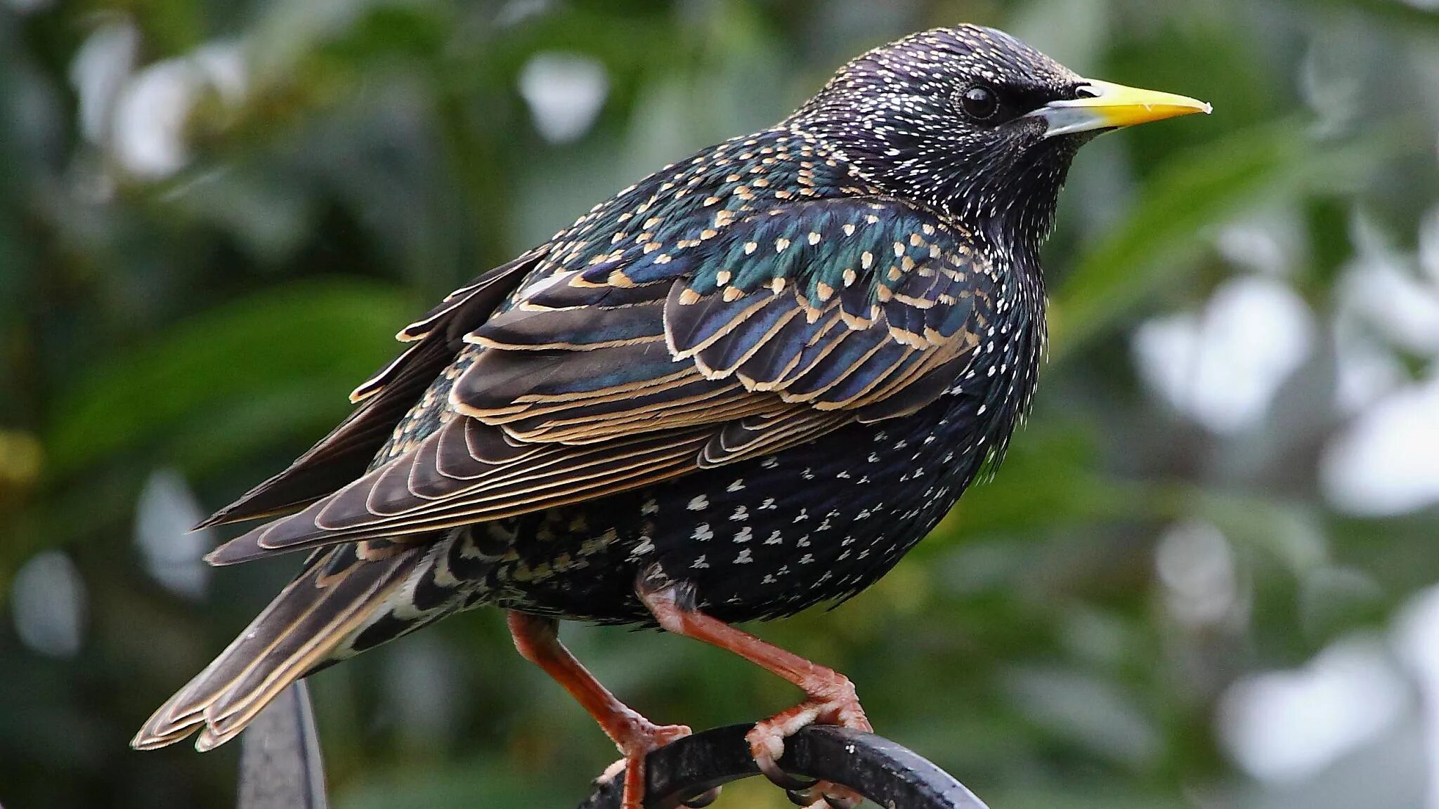 Обыкновенный скворец. Sturnus vulgaris. Птицы скворец обыкновенный. Скворец Перелетная птица.