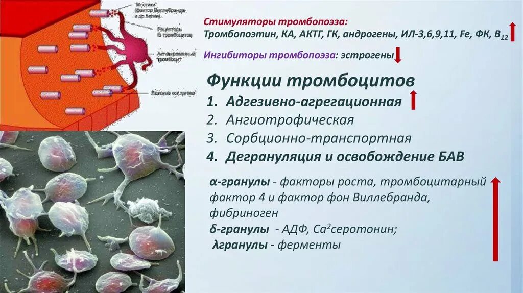 Укажите функции тромбоцитов. Дегрануляция тромбоцитов. функции тромбоцитов. стимуляторы тромбоцитопоэза. факторы роста тромбоцитов.