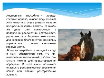 Спрашивать конь