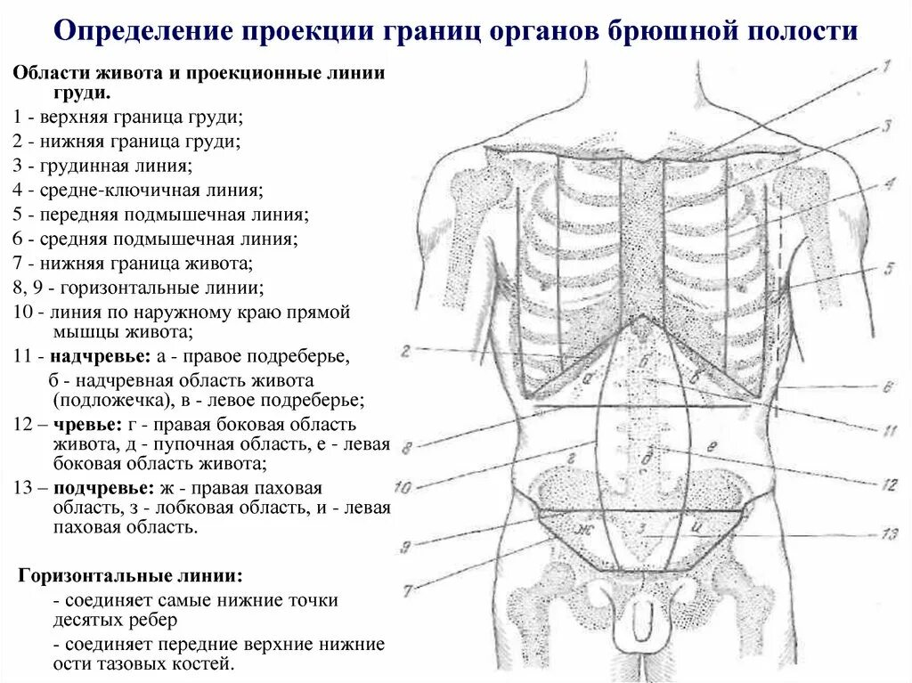 Области живота схема проекция органов. Области передней брюшной стенки живота проекция органов. Области брюшной полости человека анатомия. Топография органов брюшной полости схема. Образование в области живота