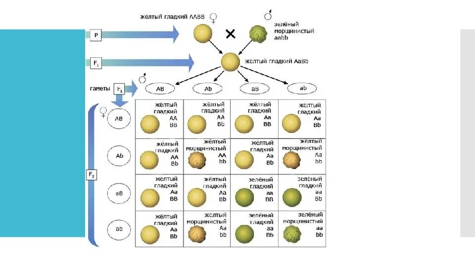 Желтый гладкий горох скрестили. Биология законы Менделя горох. Решетка Пеннета по 3 закону Менделя. Генетическая таблица Менделя. Биология генетические задачи таблица Менделя.