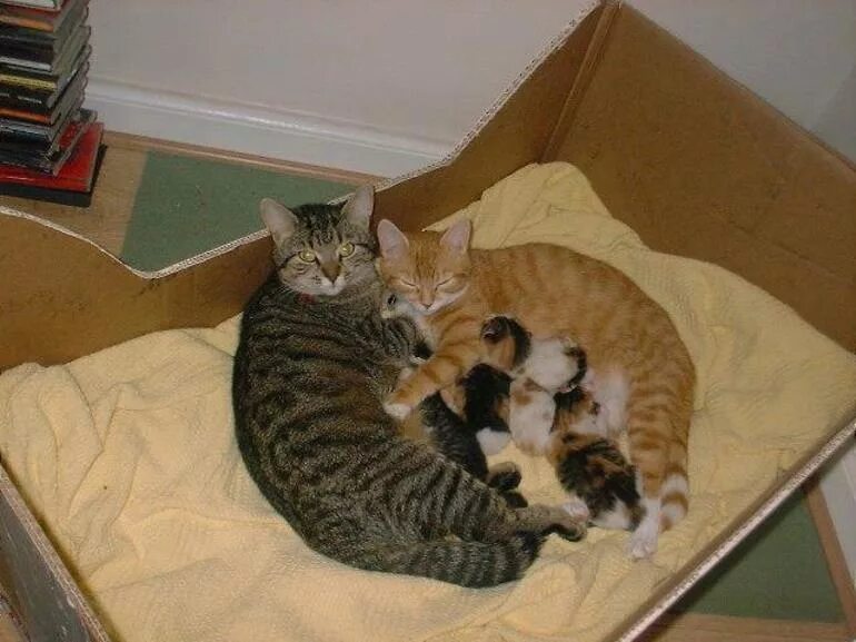 Как помочь рожающей кошке в домашних. Домик для родов кошки. Домик для рождения котят. Место для рождения котят. Домик для беременной кошки.