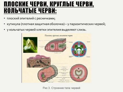 Покров червей