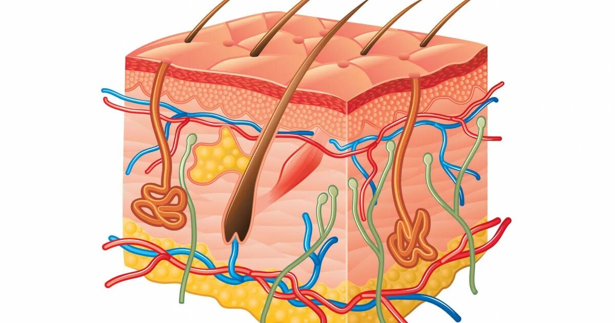 строение кожи. эпидермис дерма подкожная клетчатка. человек без кожного покрова. кожа человека для детей. человек без кожного покрова.