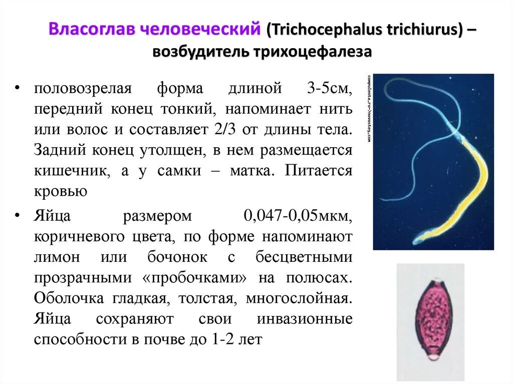 Власоглав круглые черви. Власоглав возбудитель трихоцефалеза. Власоглав человеческий (Trichocephalus Trichiurus). Власоглав человеческий трихоцефалез.