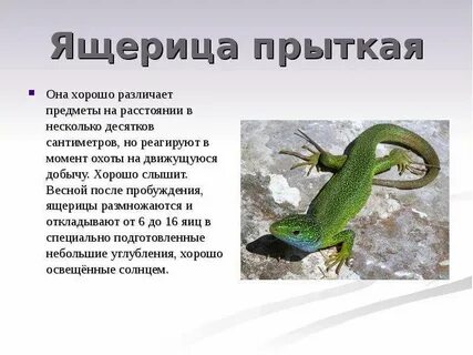 Опишите кожу ящерицы ее окраску