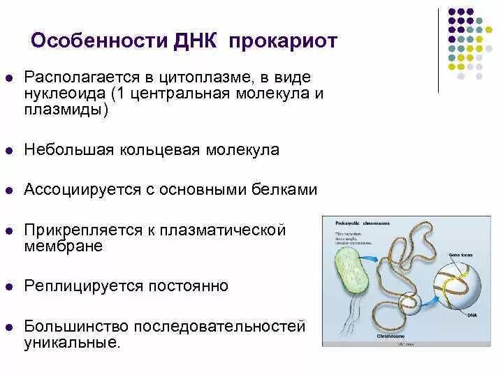 Кольцевая днк прокариот. Строение ДНК прокариот. Структура ДНК эукариот. Особенности ДНК прокариот. ДНК В прокариотической клетке.