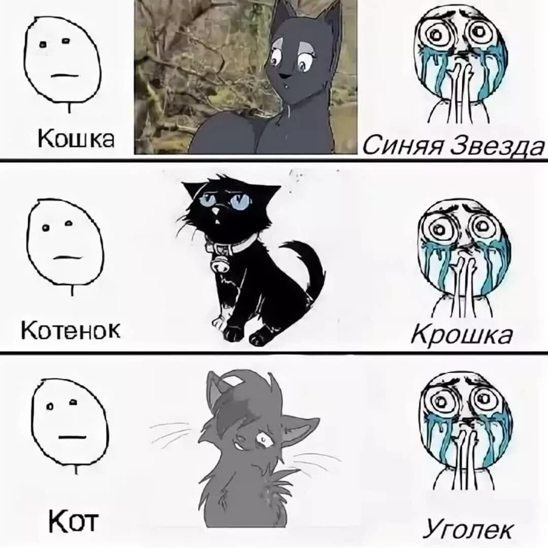 коты воители приколы и мемы - Н - Wattpad