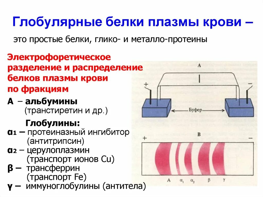 Белок плазмы крови содержащий белок. Плазменные белки крови. Глобулярные белки крови. Методы разделения белков плазмы крови. Белки плазмы крови и их функции.