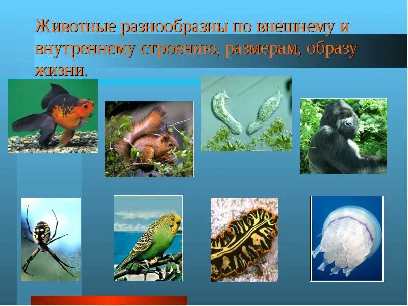 Зоология занимается изучением. Разнообразие животных. зоология животные. презентация на тему зоология. зоолог для презентации.