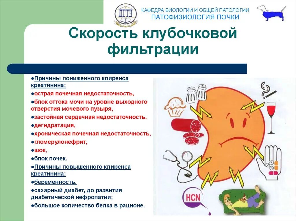 Повышение клубочковой фильтрации причины. Снижение клубочковой фильтрации почек. Уменьшение клубочковой фильтрации причины. Снижение скорости клубочковой фильтрации причины.