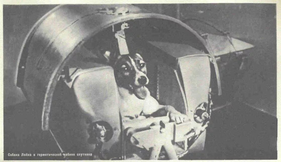 Первое живое существо полетевшее в космос. Собака лайка 1957. Собака лайка на спутнике 2. Первая собака в космосе лайка. 1957 Лайка в космосе.