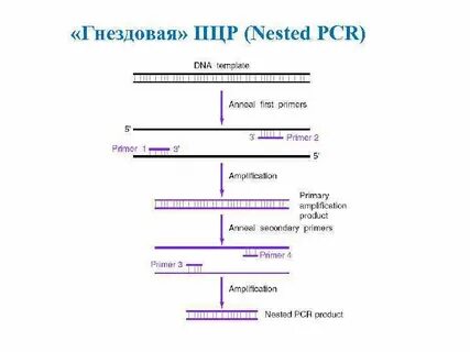 Суть теста пцр