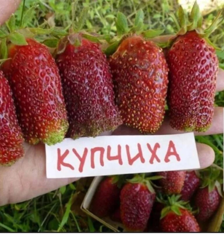 Купить клубнику сорт купчиха. Земляника Купчиха земклуника. Землеклубника Купчиха 9. Земклуника сорт Купчиха. Сорт клубники Купчиха.