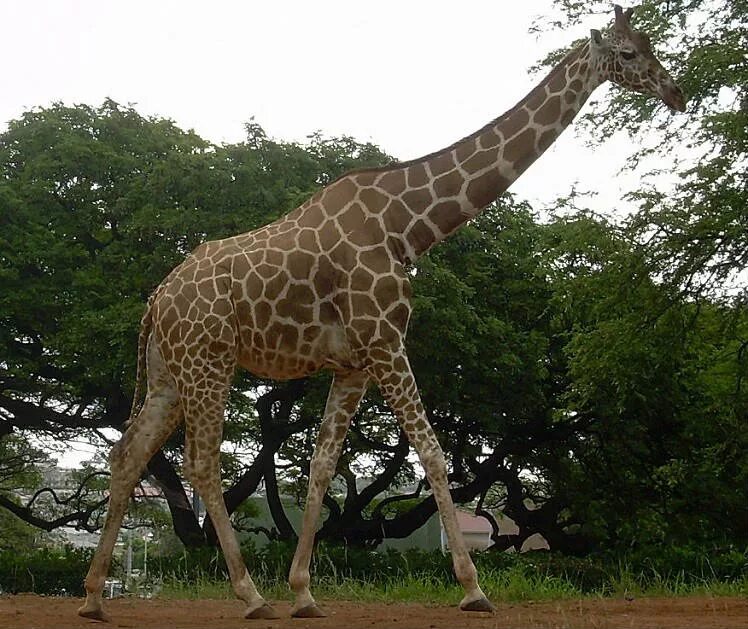 Какое животное выше. Гигантский Жираф. Самые большие Жирафы. Самый высокий Жираф. Самый большой Жираф в мире.