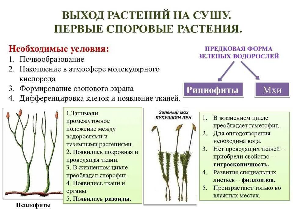 Эволюция споровых растений. Риниофиты переходная форма между. Риниофиты споровые растения. Первые наземные споровые растения. Список наземных растений