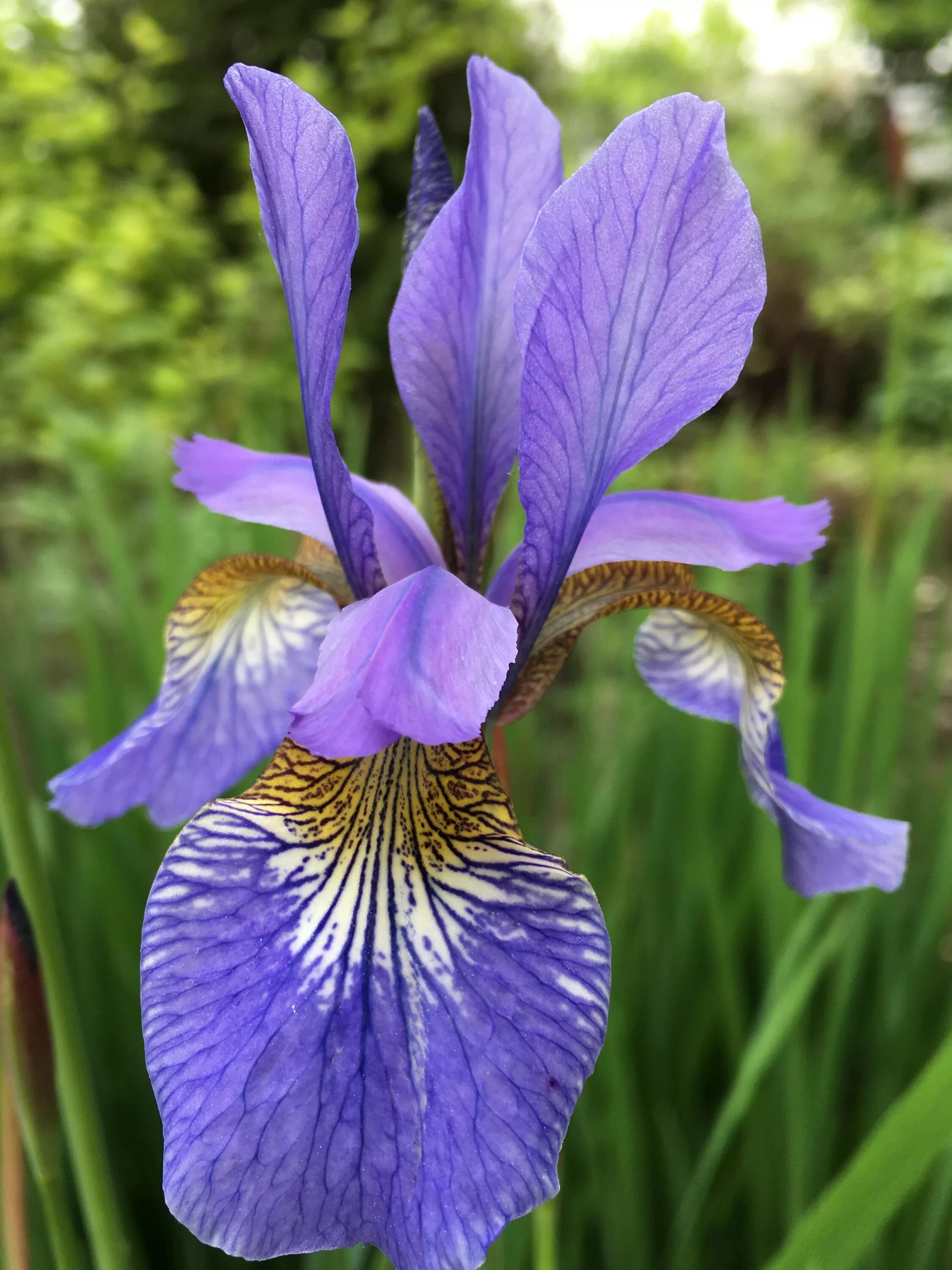 Iris pdf. Ирис сибирский iris sibirica. ирис касатик сибирский. ирис сибирский кабум. ирис сибирский хаббард.