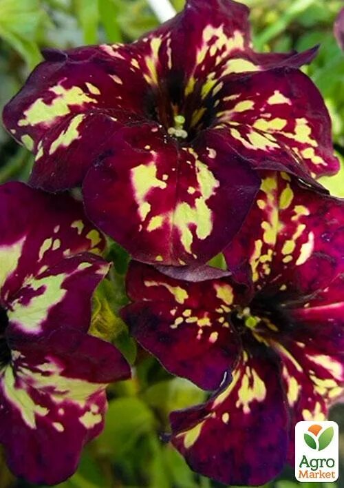 Splash dance magenta mambo. Петуния сплеш данс виолет вог. Петуния сплэш дэнс маджента. Петуния magenta mambo. Петуния littletunia pink splash.