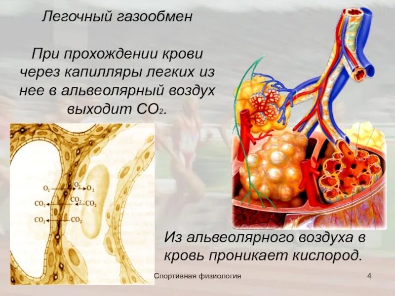 Обмен газов между альвеолярным воздухом и кровью. Газообмен между кровью легочных капилляров и альвеолярным воздухом. Альвеолярный газообмен. Легочные капилляры.