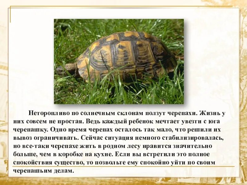 Первая черепаха проползла в 3 раза. Ползут три черепахи первая черепаха. черепаха не ползает живет. черепахи в первые дни жизни. ползут 3 черепахи.