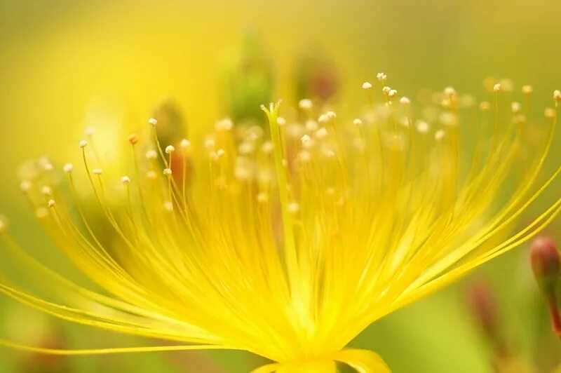 жёлтый цветок. ярко желтое растение. цветущие деревья желтые. ярко желтое растение. ярко желтое растение.