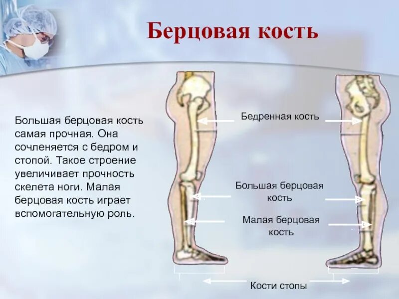 Находится берцовая кость. Малая и большая берцовые кости у человека. Большая и малая берцовая кость анатомия. Больше берцовая и малая берцовая кость. Малая и большая берцовая кость на человеке.