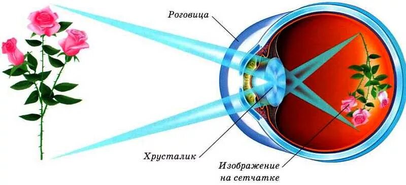 Формирование изображения на сетчатке. Изображение на сетчатке глаза. На сетчатке формируется изображение. Формирование изображения в глазу.