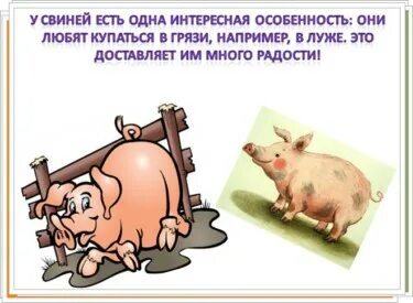 Поговорки свинья
