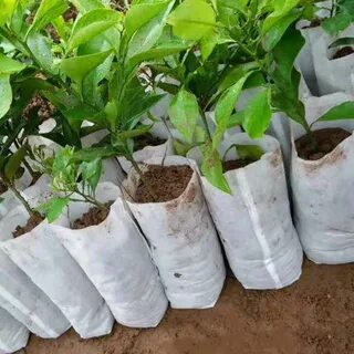 Bag plant