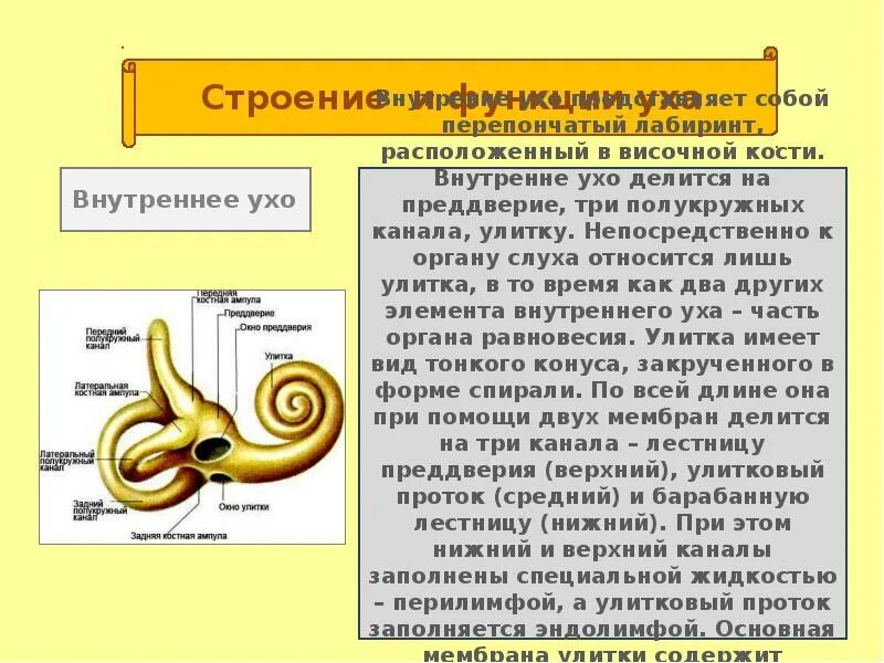 Ухо выполняет функции. Внутреннее ухо строение и функции анатомия. функции улитки внутреннего уха. строение и функции внутреннего уха. улитка уха строение и функции.