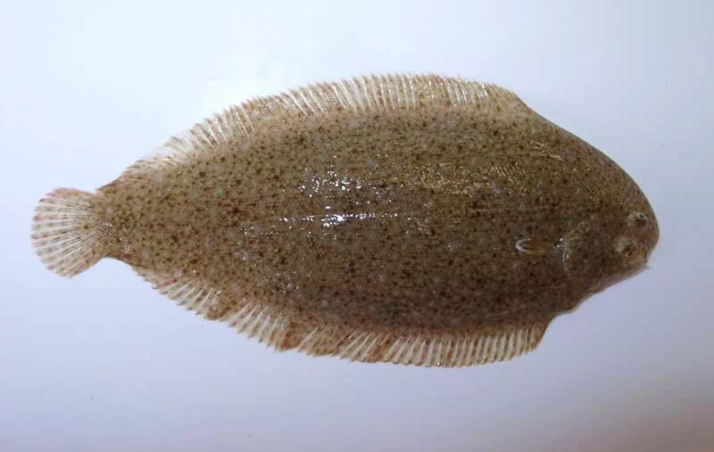 Как выглядит рыба язык. Как выглядит рыба язык. Как выглядит рыба язык. Европейская солея. Рыба солея европейская.