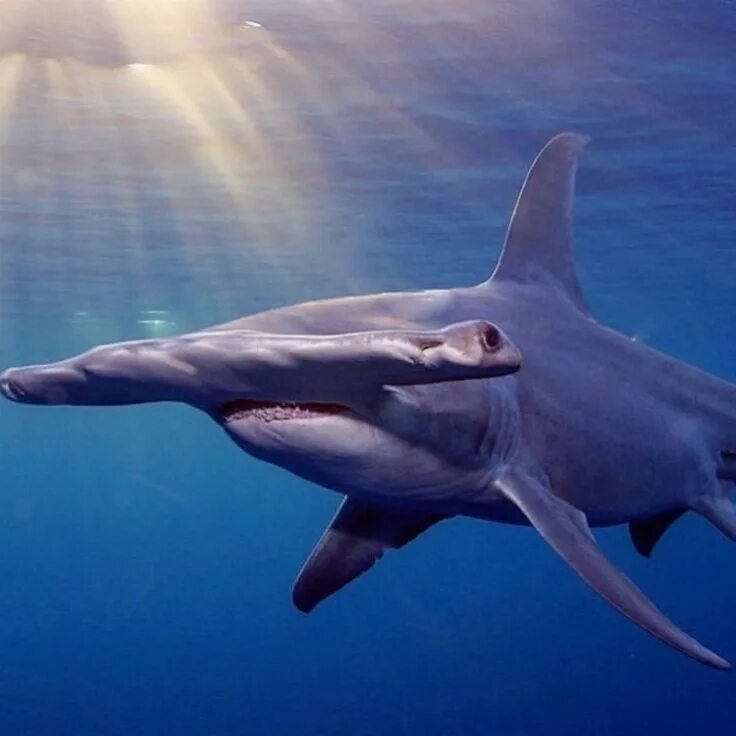 Global shark