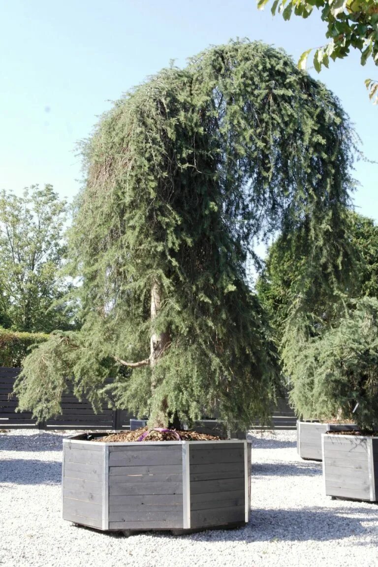 Ель колючая koster. Эмблема строительной компании. Кедр сибирский в горшке. Никитский ботанический сад хвойные. Кедр петербург.