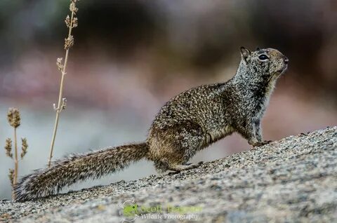 Baja California Rock Squirrel (Otospermophilus atricapillus) Baja.