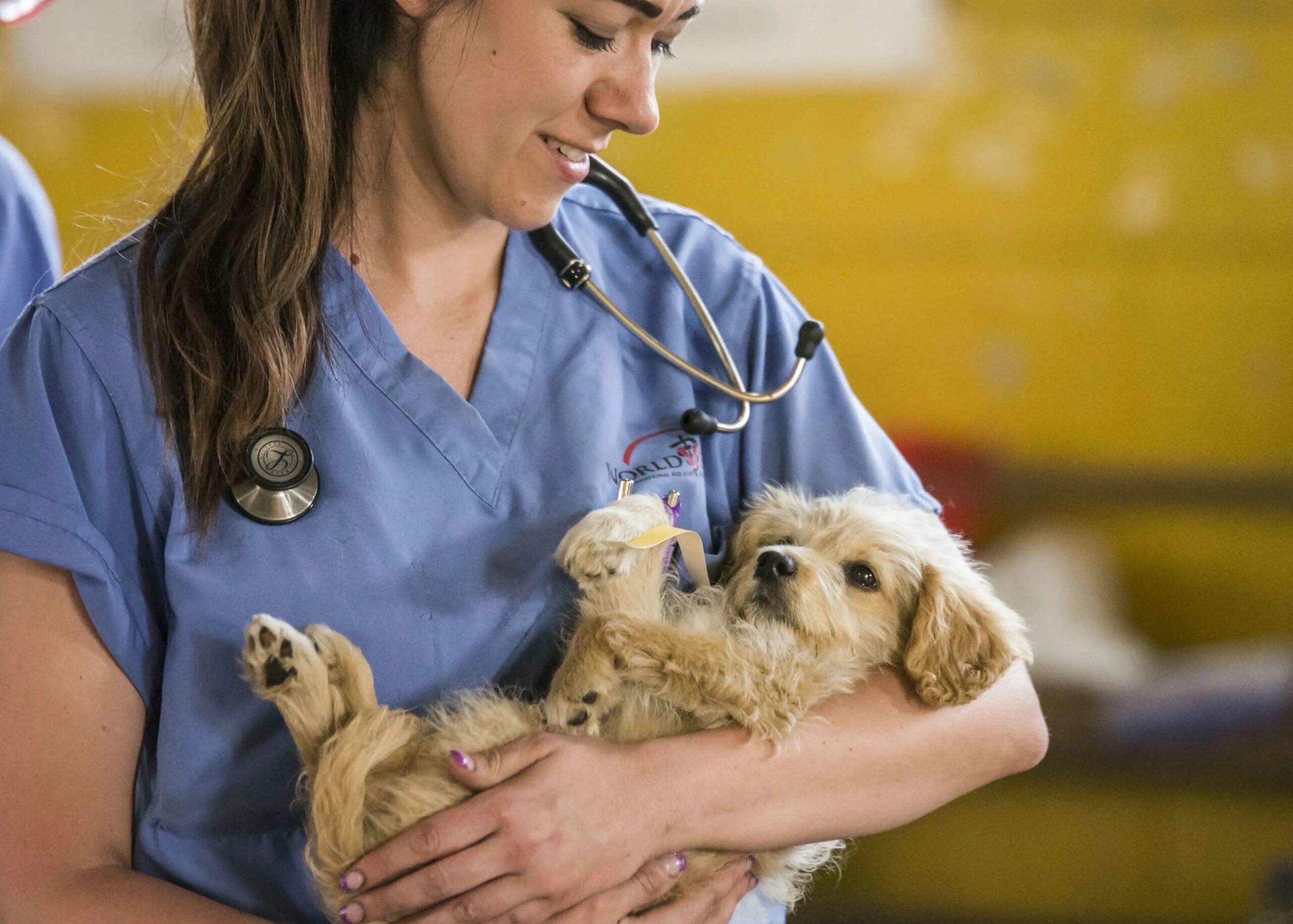 Собака врач. Ветеринарный врач. Ветеринар с собакой. Кошка ветеринария. Терапия домашних животных.