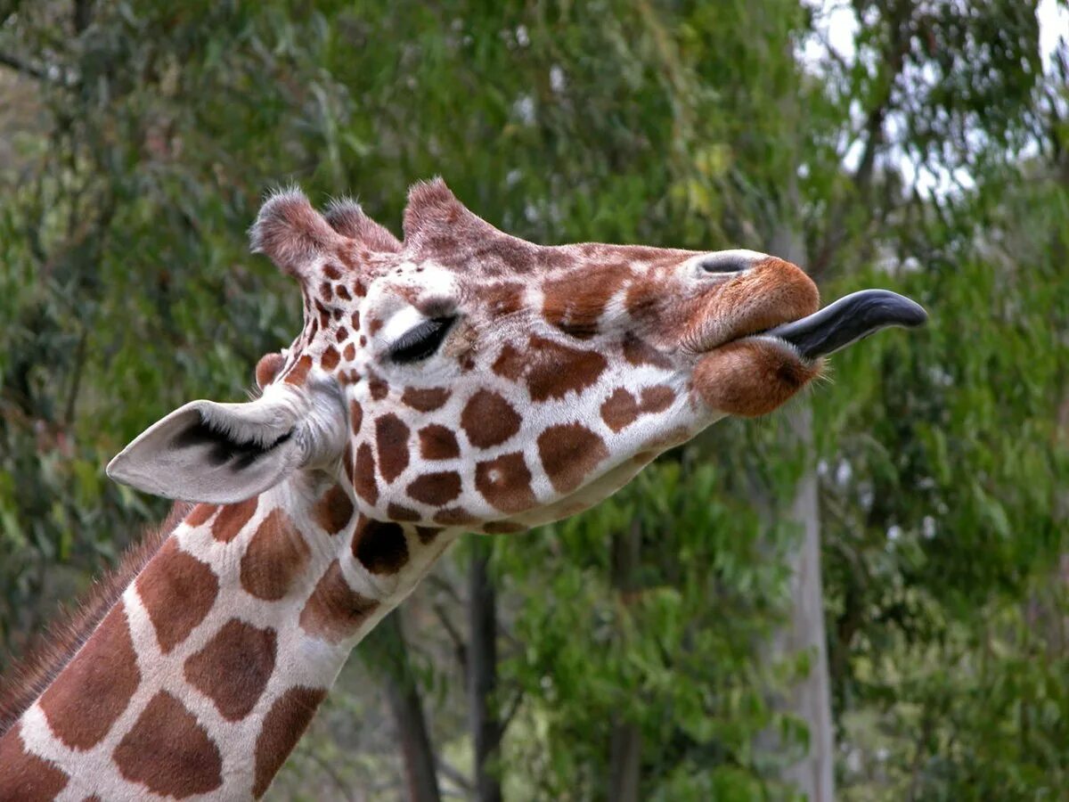 Жирафов звуко. Жираф. Жираф язык. Жираф с высунутым языком. Уши жирафа.