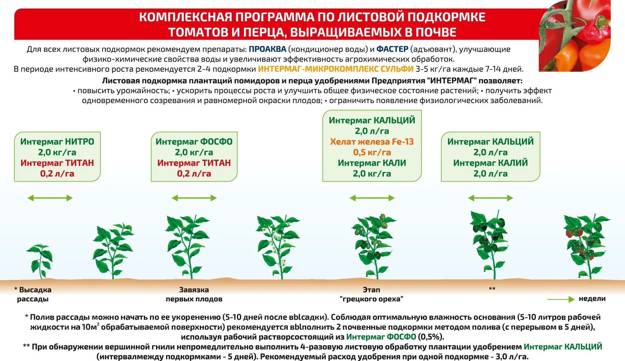 Какое удобрение вносить при посадке в теплице. Схема удобрения рассады томатов. схема удобрения для помидор в теплице. схема внесения удобрений для томатов в теплице. таблица подкормки томатов в открытом грунте.