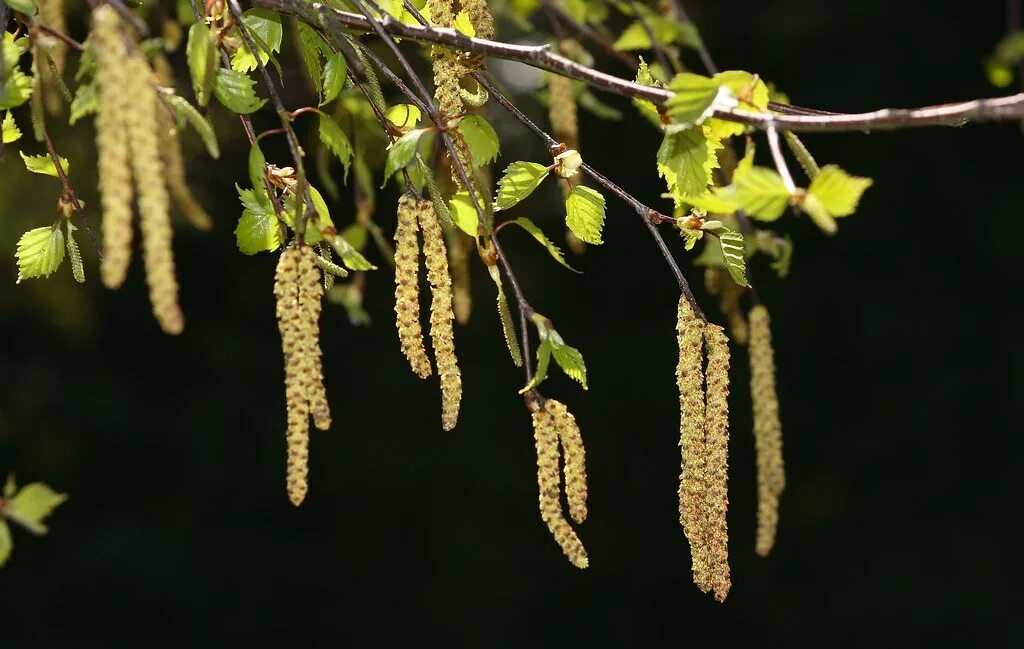 Береза бородавчатая цветение. Цветение березы пыльца. Betula pendula пыльца вид. Березовая Сережка пыльца. Когда начинается цветение березы