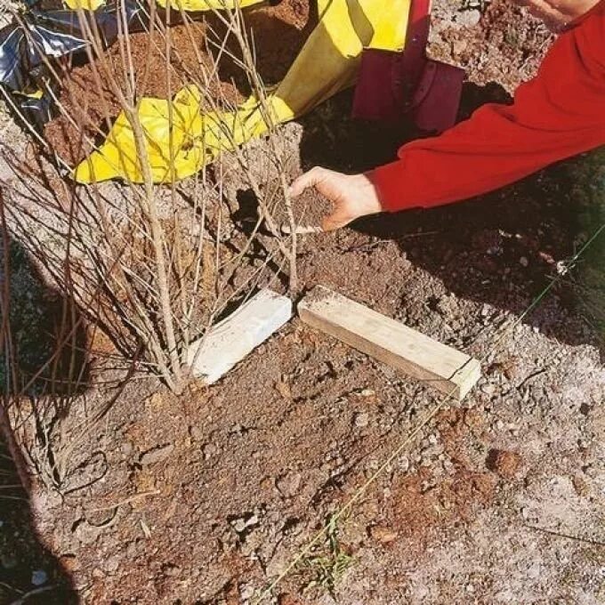 Как сажать живую. Траншея для посадки живой изгороди. Способы посадки живой изгороди. Разметка участка под забор. Процесс посадки живой изгороди.