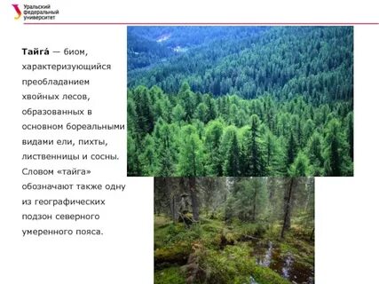 Текст про тайгу
