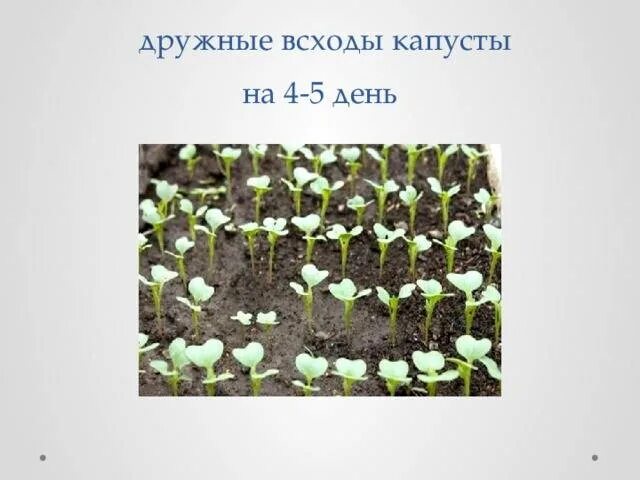 Через сколько дней после посева всходит капуста. Посев семян капусты на рассаду. Всхожесть семян капусты. Пророщенные семена капусты. Дружные всходы.