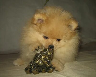 Шпиц 2 мес