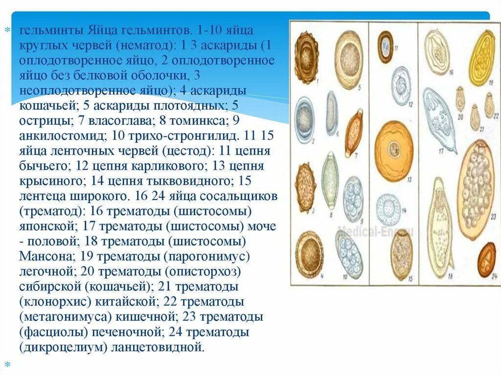 Яйца гельминтов микроскопия атлас. Яйца гельминтов нематоды. Яйца гельминтов метод като микроскопия. Атлас определитель яиц гельминтов. Купить яйца глист