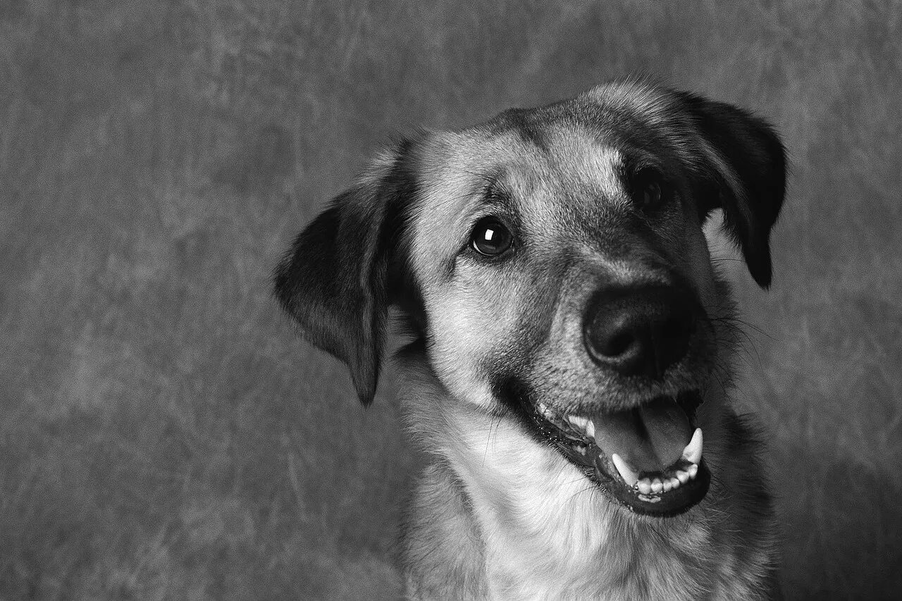 Diamond pet. Забавная собака черно-белое фото. Собака смешная морда удивленная. Собака Хаббард.