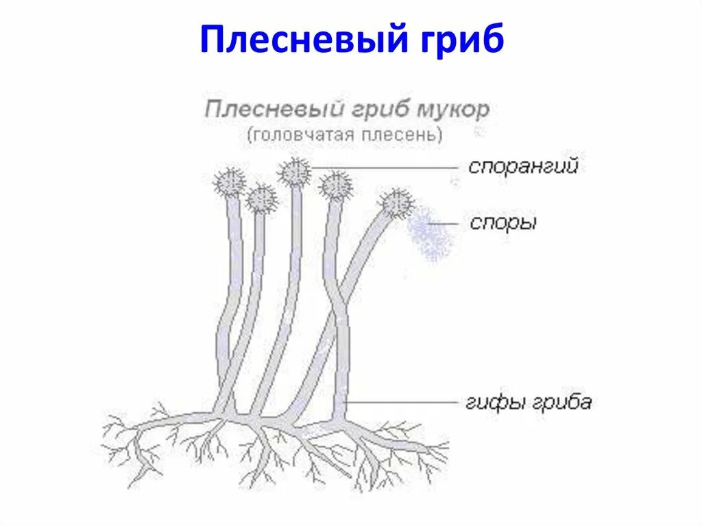 Мукор тело. Мицелий плесневого гриба строение. Плесневый гриб мукор строение. Строение плесневого гриба мукора. Строение мицелия гриба мукора.