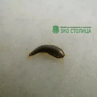 Червячки в ванне