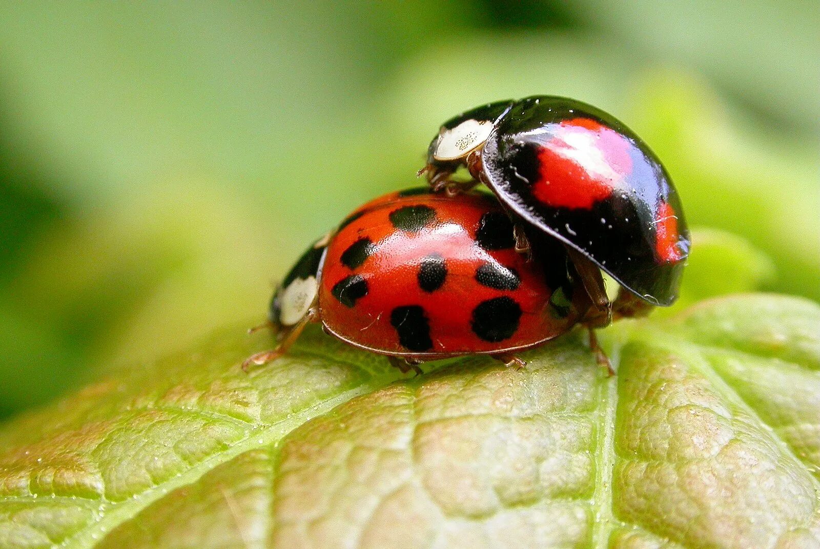 Кусается коровка. Азиатская Божья коровка (Harmonia axyridis). Жук Арлекин Божья коровка. Божья коровка Harmonia. Паук Арлекин.