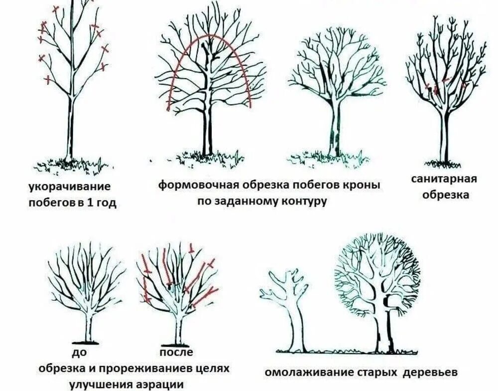 Как формировать абрикос. Обрезка абрикоса весной схема. схема подрезки плодовых деревьев. обрезка кроны яблони весной. правильно обрезать яблоню осенью схема подрезки.