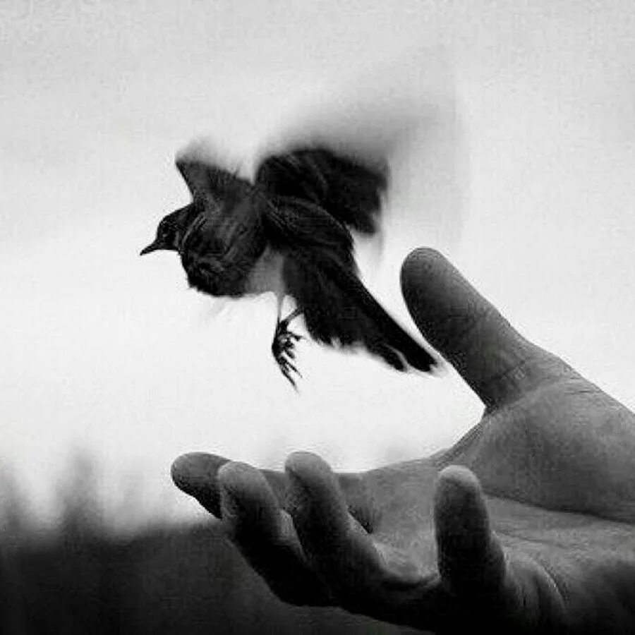 Счастливо прощание. Отпустить птицу. Отпусти. Птица улетает с руки. Отпуская любовь.