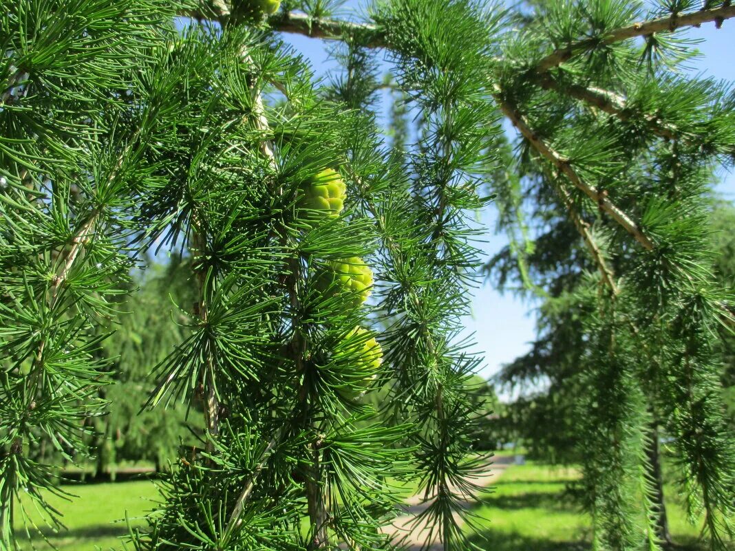 сайты лиственницы. сайты лиственницы. шишка лиственницы даурской. сайты лиственницы. сайты лиственницы.